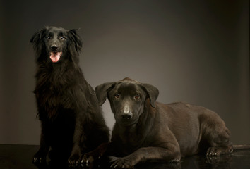 Studio shot of two adorable mixed breed dog