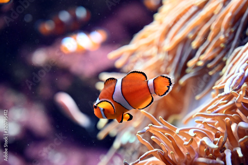 イソギンチャクと一緒に生活する可愛いカクレクマノミ達 Stock Photo Adobe Stock イソギンチャクと一緒に生活する可愛いカクレクマノミ達 Stock Photo Adobe Stock