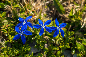 Group of Gentiana utriculosa flowers in mountains