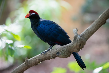 Wall Mural - violet turaco is perched high