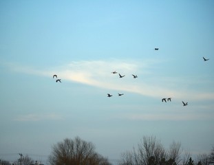 Wall Mural - Silhouette of birds flying in the skies in winter