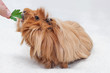 Hand feeding a cavy with fresh parsley, Long haired guinea pig eating a green leaf of celery on white background, Ginger peruvian cavy breed