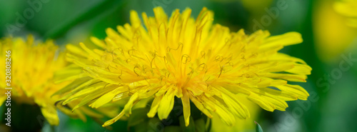 Yellow dandelion flower in green grass.