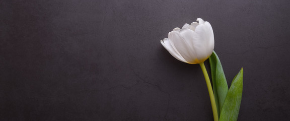 One beautiful bright white Tulip in close-up against a dark gray stucco wall.