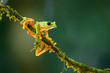 © henk bogaard - The gliding tree frog (Agalychnis spurrelli) sitting on a branch near  Sarapiqui in Costa Rica.
