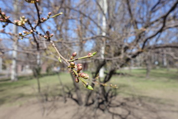 Wall Mural - Closeup of closed buds on branch of plum in early spring