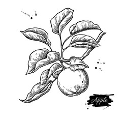 Apple vector drawing. Hand drawn tree branch with fruit and leaves. Summer food engraved style illustration.