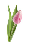 Fototapeta Tulipany - Beautiful pink spring tulip on white background