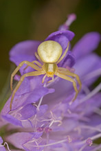 Close Up Of Yellow Flower Crab Spider Misumena Vatia. Misumena Vatia Is A Species Of Crab Spider With Holarctic Distribution.