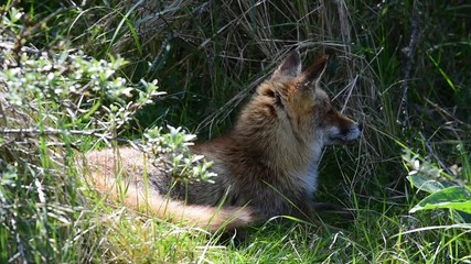 Wall Mural - Red fox (Vulpes vulpes) resting in high grass of meadow