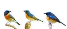 Collection Of Fascinated Blue And Orange Birds Perching With Different Stances Isolated On White Background, Chinese Blue Flycatcher (Cyornis Glaucicomans)