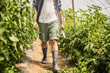© MACO - Close-up of young farmer walking through tomato rows in a greenhouse. Laurel, Montana, USA