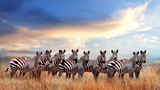 Fototapeta Sawanna - Group of zebras in the African savanna against the beautiful sunset with clouds. Serengeti National Park. Tanzania. Africa.