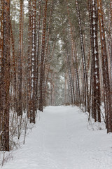 Path in the winter forest. It's snowfall