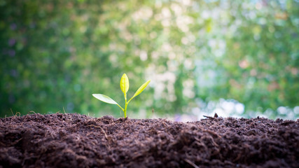 Wall Mural - Smart Farmers hand planting seedlings in a germ-free and insect-free laboratory for growing seedlings for agriculture over blurred green nature background. environment concept.Ecology