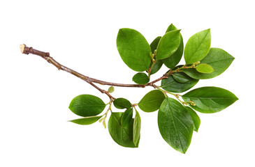 fresh twig with green leaves