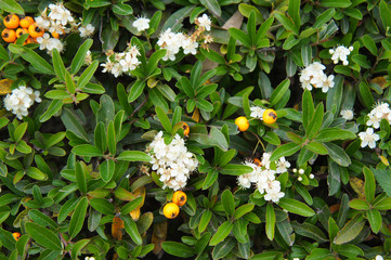 Wall Mural - blossoming, white, flowers, shrub, pyracantha, coccinea, scarlet, firethorn