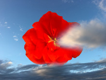 Red Flower Against Blue Sky