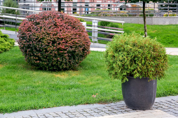 Wall Mural - granite pot with an evergreen bush on a pedestrian sidewalk made of stone tiles in a park with a green landscape, greenery background theme, nobody.