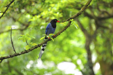 Wall Mural - Blue Magpie