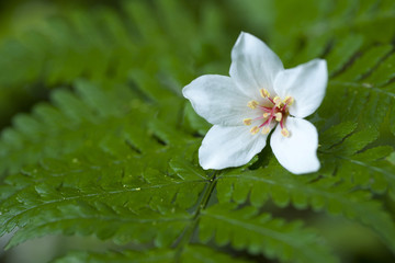 Sticker - Tung Flower