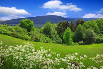 Wall Mural - Summer landscape with wildflowers and green trees.