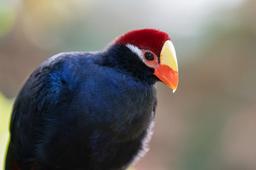 Wall Mural - violet turaco side profile from his perch