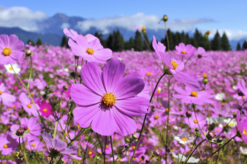 Sticker - coreopsis field