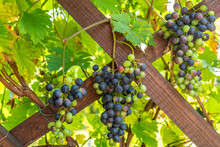 Many Grapevines On A Wooden Structure In A Garden