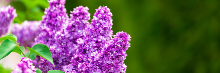 Canvas Print - Purple lilac flowers in garden