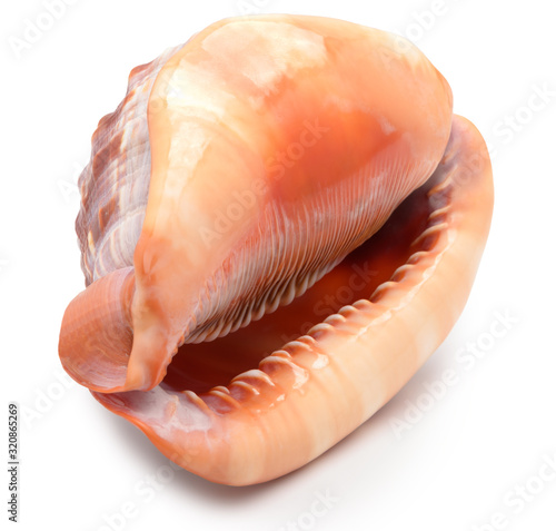Fotografía A large mollusk shell of red-brown color, bottom view on an isolated background