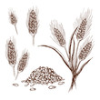 Vector hand drawn wheat or barley isolated on white background. Wheat collection in engraved vintage style. various wheat ears, heap of grains, malt or barley spikelets realistic sketch illustration.