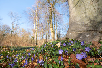 Sticker - Pervenches en fleur dans un sous-bois au printemps