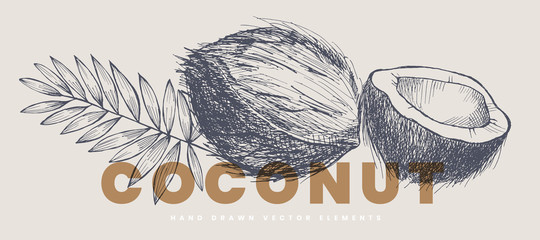 Wall Mural - Hand drawn coconut leaf and nut. Natural nuts, chopped and whole. Organic food concept. It can be used for the design of cosmetics, menus and packaging. Vintage botanical illustration.