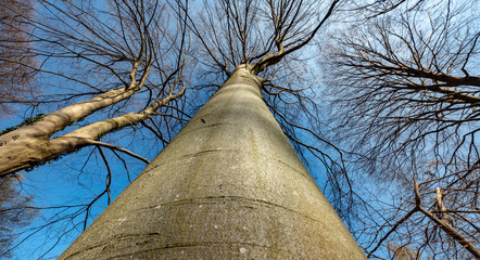 Poster - Hêtraie en sous-bois au printemps