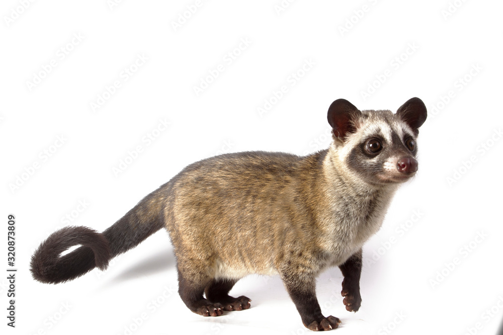 パームシベット（Asian palm civet）♂ 頭骨（老成個体　大）A 即納 ☆ パームシベット（Asian palm civet）♂ 頭骨（老成個体
