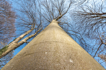 Poster - Hêtraie en sous-bois au printemps