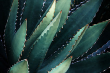 Thorncrest Century Agave Plant In Dark Blue Green Tone Color Natural Abstract Pattern Background