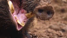 Close Up Of Large Male Wild Boar Pig Snout  And Yawning In Mud