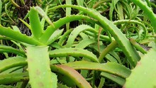 South African Aloe Plants With Emerald Green Leaves And Red Thorns On The Edges, Beautiful Natural Green Texture And Patterns As Camera Moves In Slow Motion.
