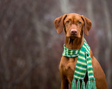 Portrait Of Dog With Green Scarf