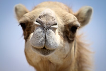Portrait Of A Camel 