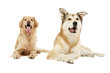 Studio shot of adorable Golden retriever and a mixed breed dog