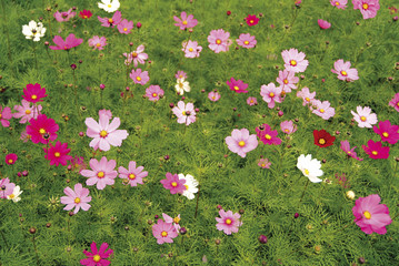 Sticker - High angle shot of the flower bed Cosmos