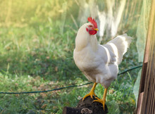 Domestic Hen On The Green Grass. Free Range Chicken.