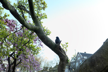 The pigeon sits on a branch of a flowering tree in Amsterdam, Holland.