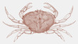 Dungeness crab metacarcinus magister from west coast of North America