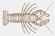 Spinycheek crayfish orconectes limosus from east coast of North America, introduced to Europe