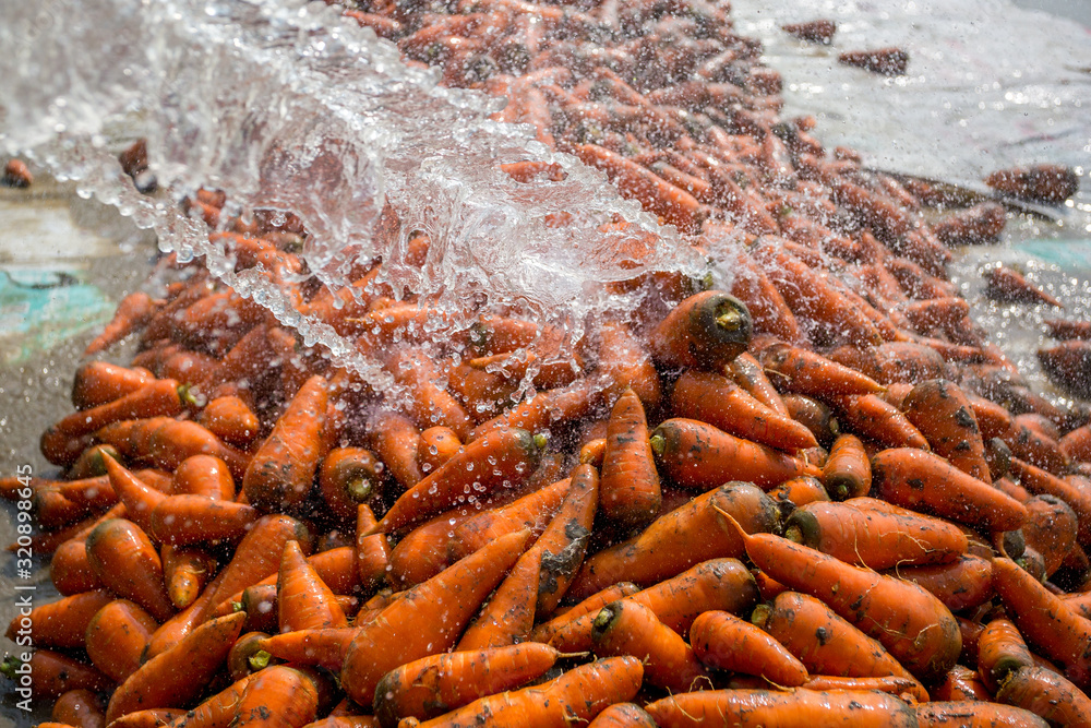 Carrots Getting Washed Un-washed and dirty carrot washing on throw pipe water. Food background ...