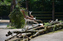 Dama Gazelle (Nanger Dama) In The Frankfurt Zoo